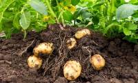 Why do potatoes have eyes?
