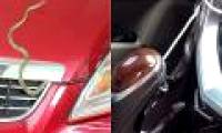 Why do snakes like to get into cars?