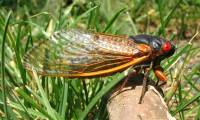 Why do some cicadas only emerge once every 17 years?