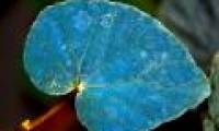 Why do some plants have green leaves?