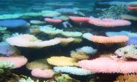 Why do some reefs change colors when they are 'stressed'?