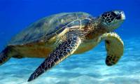 Why do turtles have shells?
