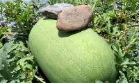 Why do watermelon farmers put a rock on top of the watermelon?