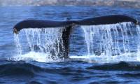 Why do whales swing their tails up and down, but sharks swing their tails to the sides?