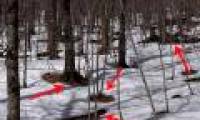 Why does a tree have a hole, even if it is not made by humans?