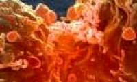 Why does cancer attack kill humans?