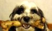 Why does dog like gnawing the bone?