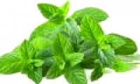 Why does mint make our mouth feel cool?