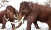 Why does science have to spend tens of years just to revive mammoths?
