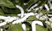 Why does silkworm like mulberry leaves the most?