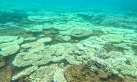 Why does the phenomenon of dead and bleached coral occur in Con Dao?