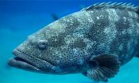 Why does the US Navy listen to the sound of giant groupers and crayfish?