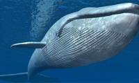 Why don't whales drown when they fill their mouths with water?