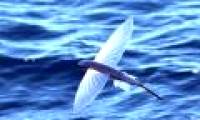 Why flying dragonflies
