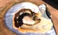 Why in oysters and shellfish have pearls?