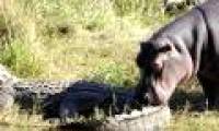 Why is a killer like a crocodile afraid of hippos?