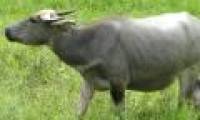 Why is buffalo chewing?