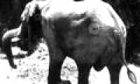 Why is it difficult to see elephants confirm?