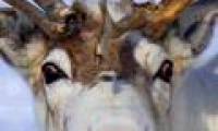 Why is Santa's reindeer nose red?