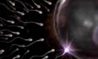 Why is sperm dysfunction?
