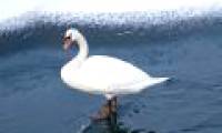 Why is the bird's feet not frozen in winter?