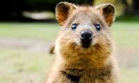 Why is the 'happiest animal in the world' endangered?