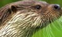 Why is the 'otter' male otter smaller and smaller?