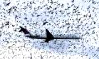 Why is the plane most afraid of hitting a bird?