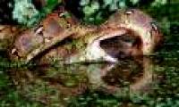 Why is the python heart twice its size?
