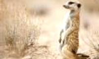 Why is there absolutely no three-legged creature on Earth?