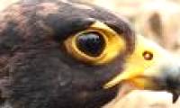 Why is this bird called a 'feathered fighter'?