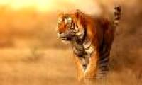 Why is tiger fur extremely orange red and still a god of green forest?