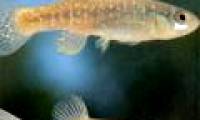 Why killifish thrives in polluted environments