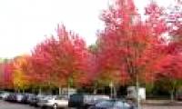 Why leaves are red in autumn