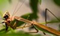 Why mantis female sexual cannibalism?