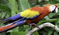 Why parrots are an exception to the rule of evolution