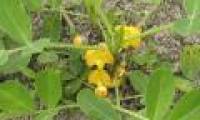 Why peanut leaves closed when it was dark