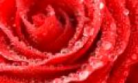 Why re-deposition on the flower dew?