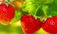 Why should you eat strawberries?