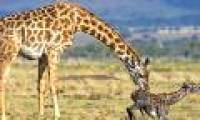 Why should young giraffes get up right at birth?