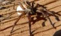 Why so little bigger spiders male spiders?