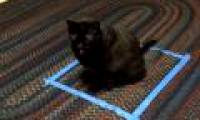 Why would the tape stick to a circle and the cat would sit obediently?