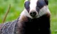 Wild animals disturb schools