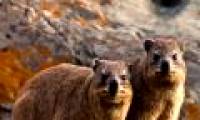 Wild animals emit the same aroma as Ham Huong