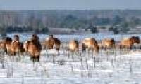 Wild animals proliferate where ever a nuclear disaster occurred