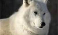 Wild beauty of polar white wolves