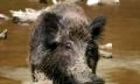 Wild boar appears in U Minh Ha National Park