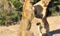 Wild dance of lions
