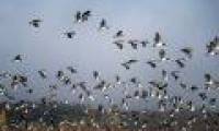Wild geese change direction to cope with climate change