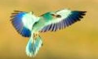 Winning photos of wild birds